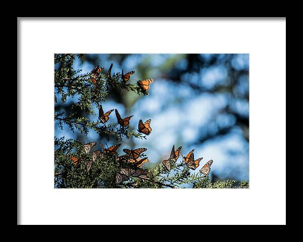 Butterflies Framed Print featuring the photograph Monarchs in the tree by Wendy Carrington