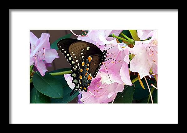 Butterfly Framed Print featuring the photograph Tuesday Two by Dani McEvoy