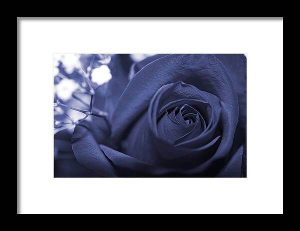 Rose Framed Print featuring the photograph Monique Alexander by Barbara Teller