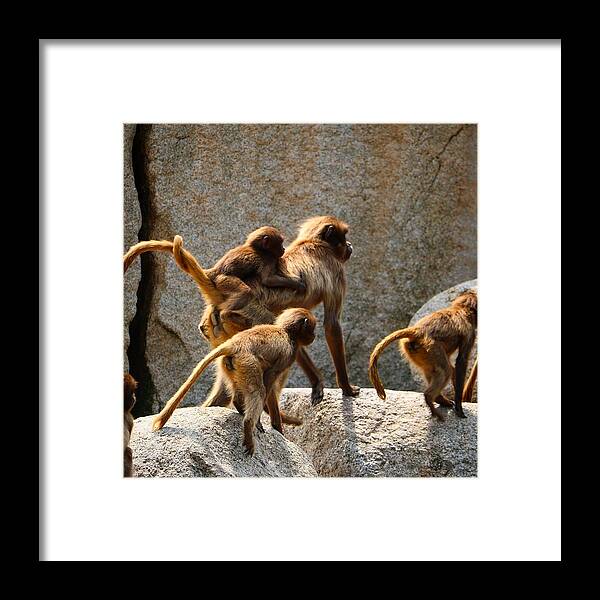 Animal Framed Print featuring the photograph Monkey Family by Dennis Maier