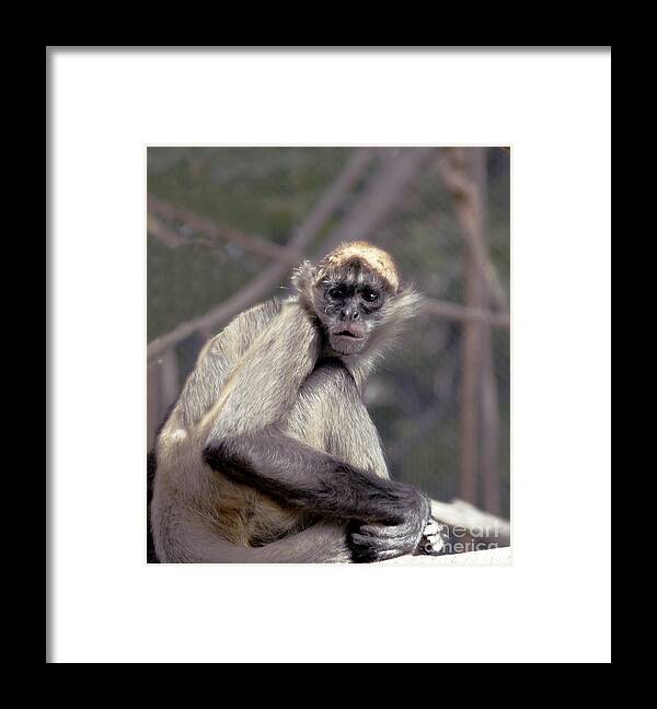 Monkey Framed Print featuring the photograph What are you looking at by Irma BACKELANT GALLERIES