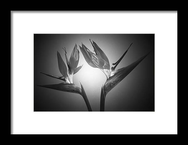 Monochrome Framed Print featuring the photograph Monochrome Crane Flower by Terence Davis