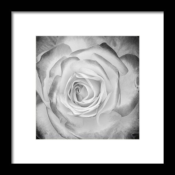 Monochrome Framed Print featuring the photograph Monochrome Rose by John Roach