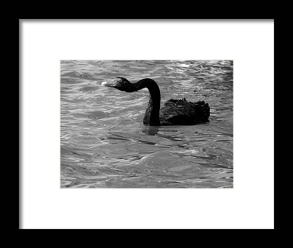 Black Swan Framed Print featuring the photograph Monochrome Swimming Black Swan 000  by Christopher Mercer