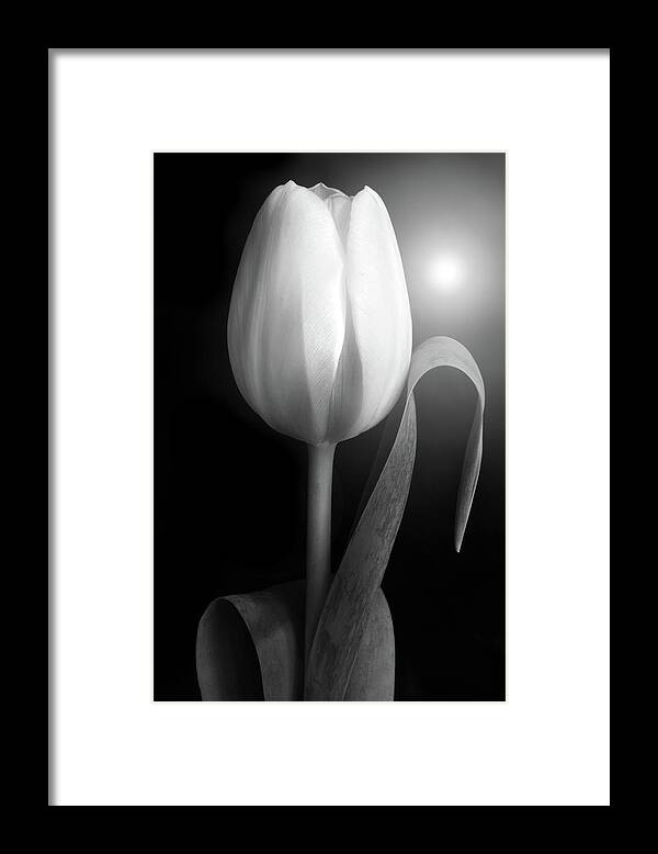 Tulips Framed Print featuring the photograph Monochrome Tulip portrait by Terence Davis