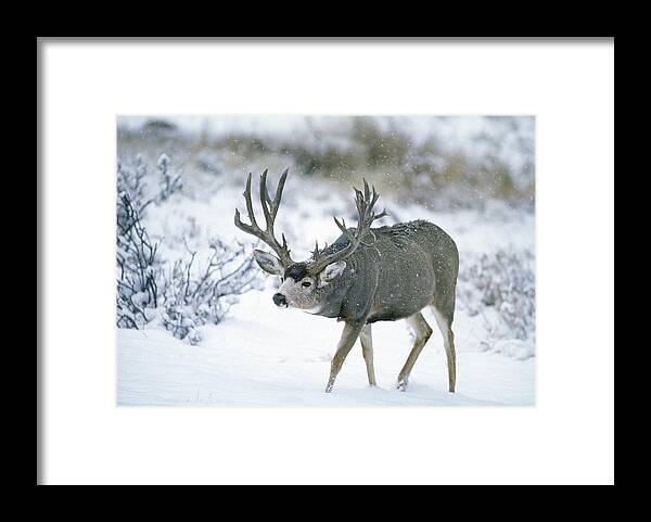 Deer Framed Print featuring the photograph Monster Muley in Snow by D Robert Franz