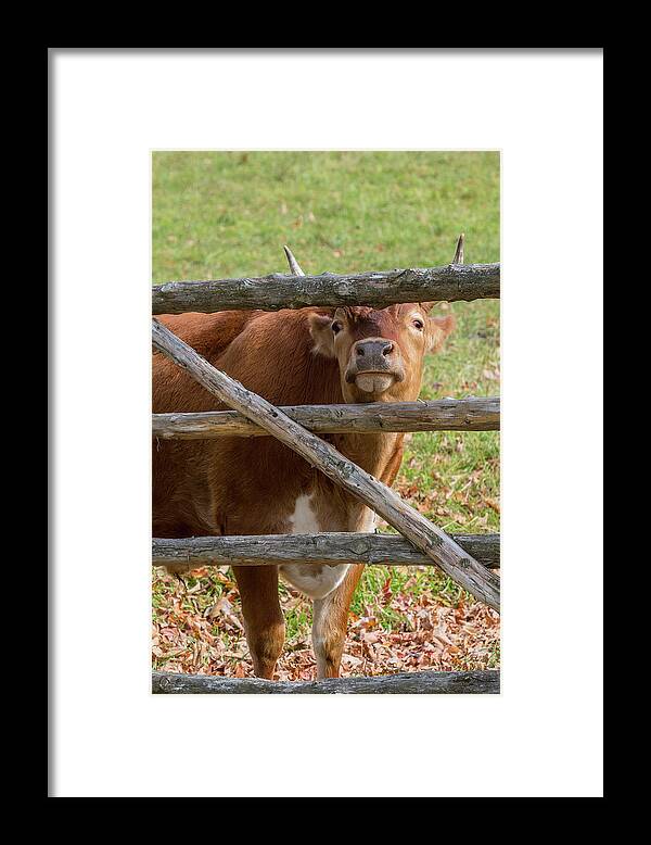 Randall Cattle Framed Print featuring the photograph Moo by Bill Wakeley
