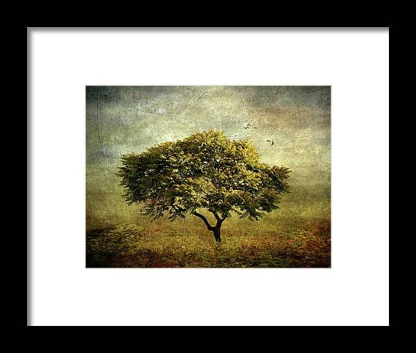 Nature Framed Print featuring the photograph Moody Mimosa by Jessica Jenney