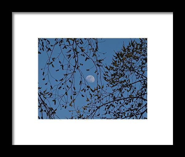 Moon Framed Print featuring the photograph Moon and Trees 1 by Robert Ullmann