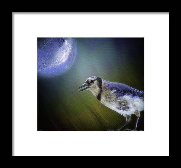 Bluejay Framed Print featuring the photograph Moon Jewel Thief by Mary Clough