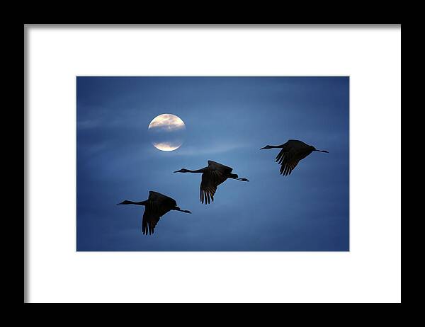Sandhill Crane Framed Print featuring the photograph Moonlit Flight by Susan Rissi Tregoning