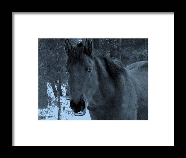 Horse Framed Print featuring the photograph Moonlit Stallion by Tiffany Vest