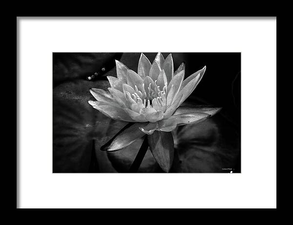 Water Lily Framed Print featuring the mixed media Moonlit Water Lily BW by Lesa Fine