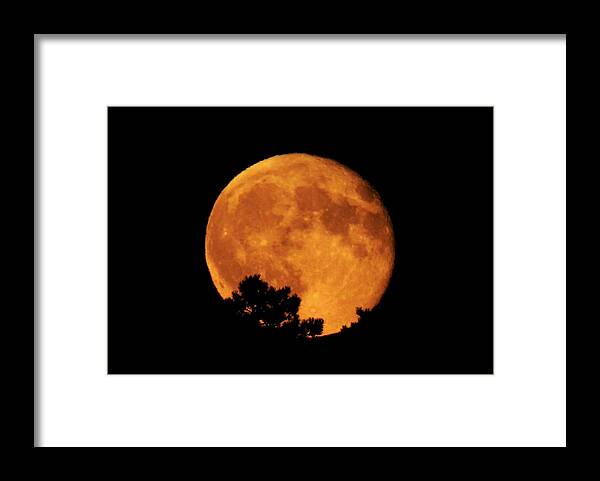 Moon Framed Print featuring the photograph Moonrise Over Pines by Dawn Key