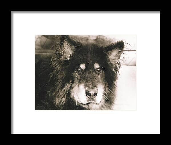 Dogs Framed Print featuring the photograph Moose Close-Up by Sandra Dalton