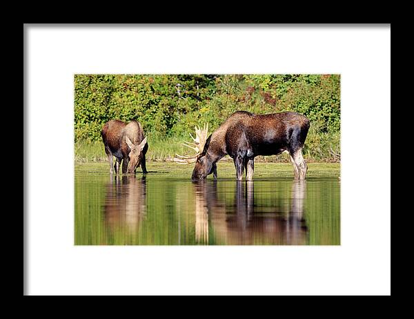 Glacier National Park Framed Print featuring the photograph Moose Country by Jack Bell