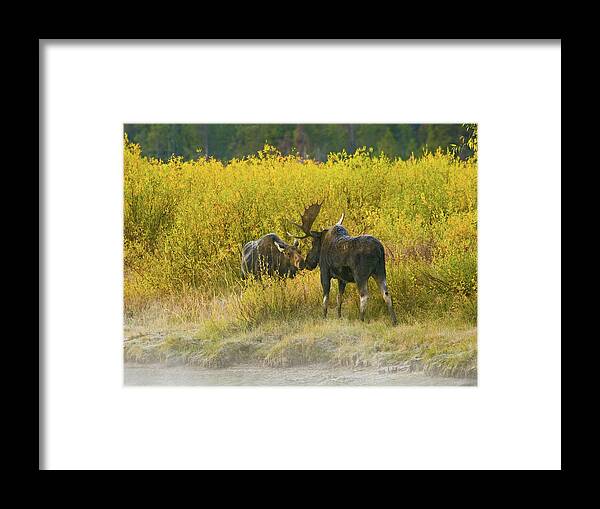 Moose Framed Print featuring the photograph Moose Couple by Wesley Aston