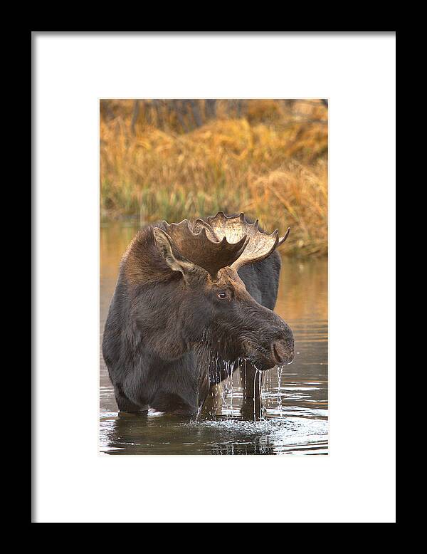 Moose Drool Framed Print featuring the photograph Moose Drool In The Wetlands by Adam Jewell