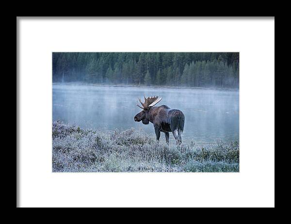 Moose Framed Print featuring the photograph Moose in the Morning by Deborah Penland