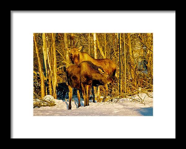 Morning Framed Print featuring the photograph Moose in the Morning by Juergen Weiss