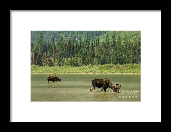 Glacier National Park Framed Print featuring the photograph Moose by Marc Bittan