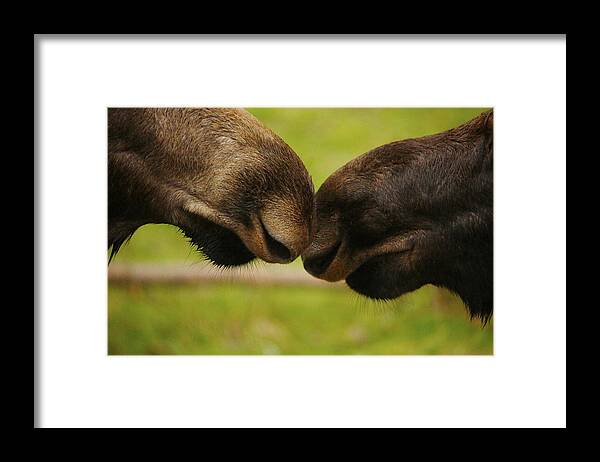 Moose Framed Print featuring the photograph Moose Nuzzle by Bob Cournoyer