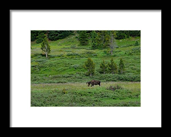 Moose Framed Print featuring the photograph Moose on the Loose by Tranquil Light Photography