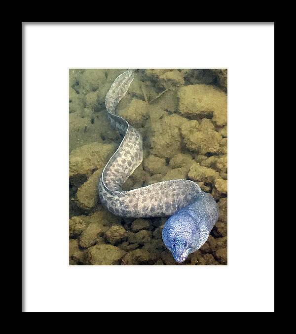 Eels Framed Print featuring the photograph Moray Eel by Karen Nicholson