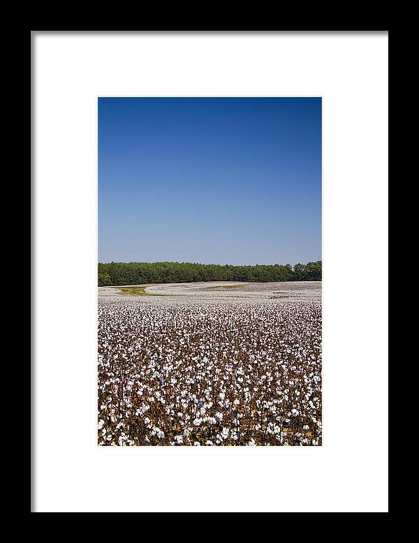 Cotton Framed Print featuring the photograph Morgan County Alabama Cotton Crop by Kathy Clark