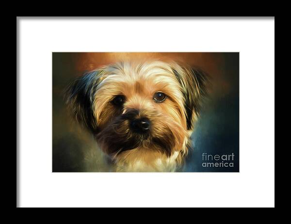 Morkie Framed Print featuring the photograph Morkie Portrait by Eleanor Abramson
