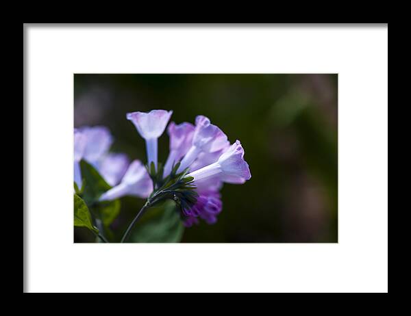  Framed Print featuring the photograph Morning bluebells by Dan Hefle