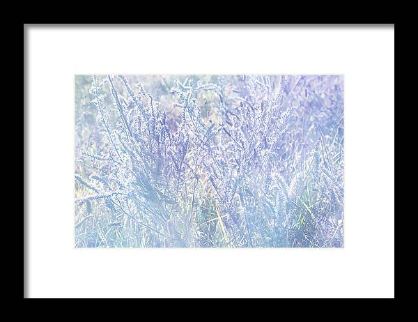 Jenny Rainbow Fine Art Photography Framed Print featuring the photograph Morning Blues of Wild Flowers by Jenny Rainbow