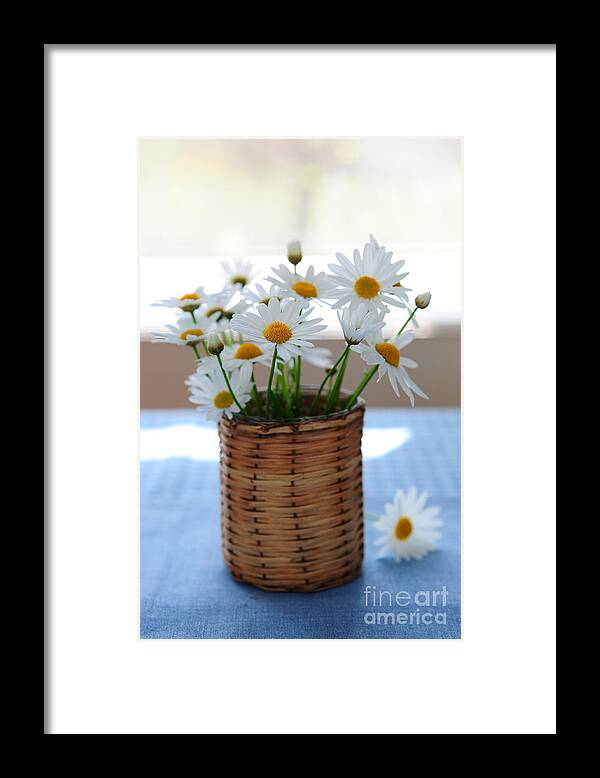 Daisy Framed Print featuring the photograph Morning daisies by Elena Elisseeva
