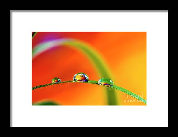 Abstract Framed Print featuring the photograph Morning Dewdrops by Veikko Suikkanen