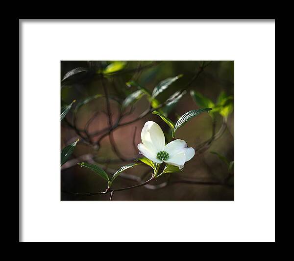 Dogwood Framed Print featuring the photograph Morning Dogwood at Buffalo River Trail by Michael Dougherty