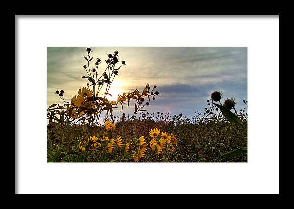 Sunrise Framed Print featuring the photograph Morning Flowers by Brad Nellis