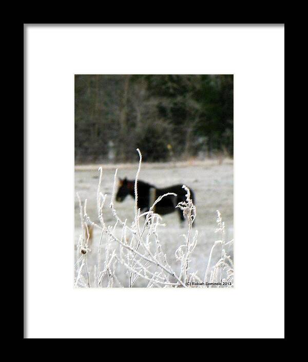 Horse Framed Print featuring the photograph Morning Frost by Rabiah Seminole
