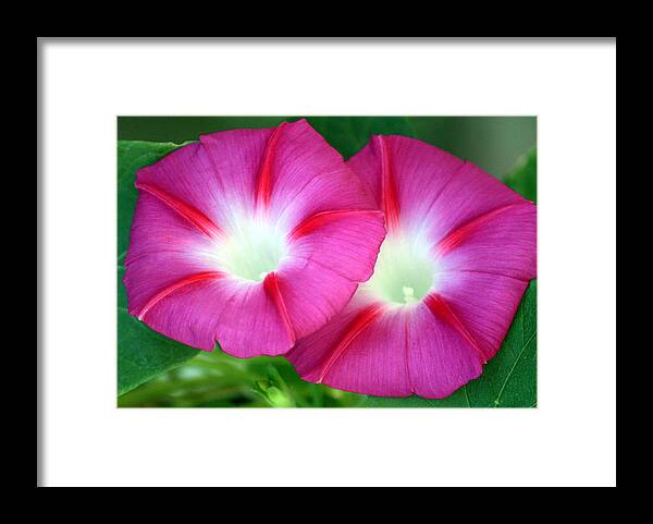 Nature Framed Print featuring the photograph Morning Glories by Sheila Brown