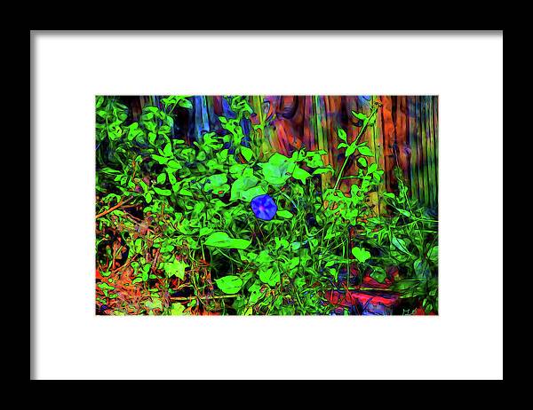 Morning Glory Framed Print featuring the photograph Morning Glory by Gina O'Brien