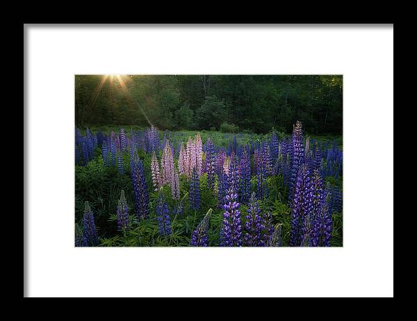 #lupines#morning#sunrise#sugarhill#newhampshire#summer Framed Print featuring the photograph Morning Glow by Darylann Leonard Photography