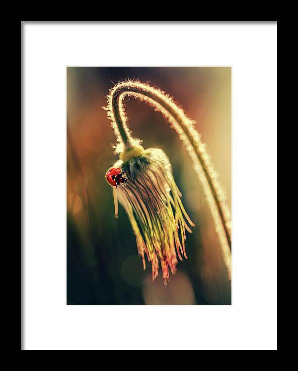 Ladybug Framed Print featuring the photograph Morning impresion with ladybug by Jaroslaw Blaminsky