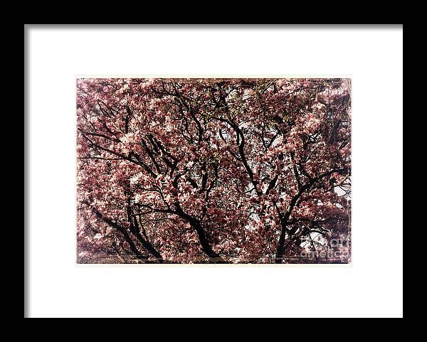 Midwest Framed Print featuring the photograph Morning Light Magnolia - Border by Frank J Casella
