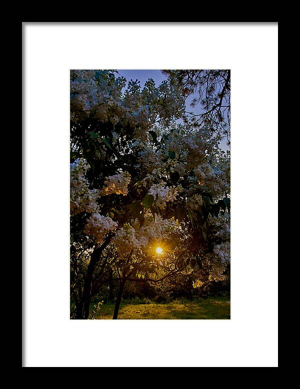 Flower Framed Print featuring the photograph Morning Lilac by Loni Collins