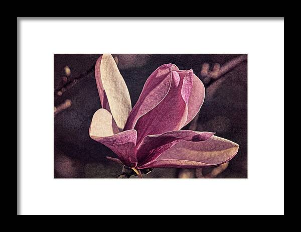 Magnolia Framed Print featuring the photograph Morning Magnolia Brocade by Theo O'Connor