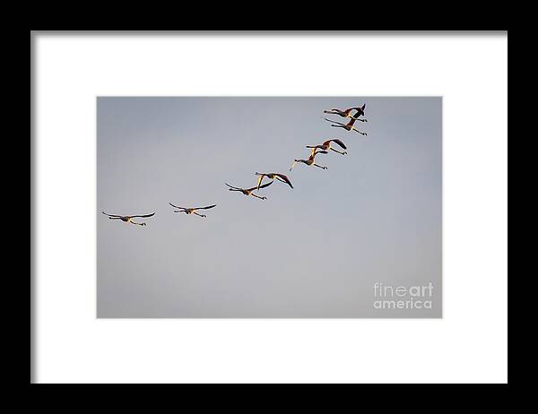 Animalia Framed Print featuring the photograph Morning Over The Lagoon by Jivko Nakev
