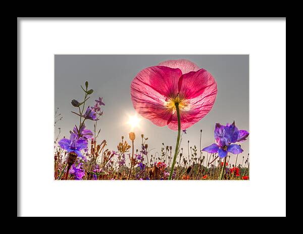 Fog Framed Print featuring the photograph Morning Pink by Debra and Dave Vanderlaan