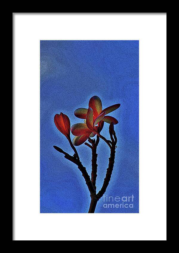 Plumeria Framed Print featuring the photograph Morning Plumeria by Craig Wood