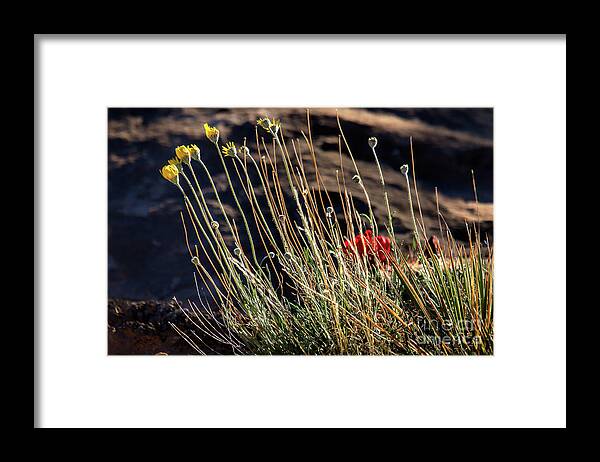 Wildflowers Framed Print featuring the photograph Morning Praise by Jim Garrison