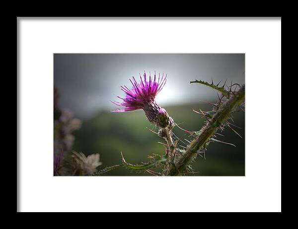 Thistle Framed Print featuring the photograph Morning Purple Thistle. by Terence Davis