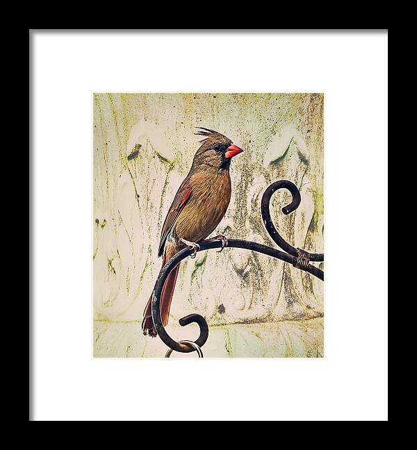 Songbird Framed Print featuring the photograph Morning Songbird by Cynthia Wolfe